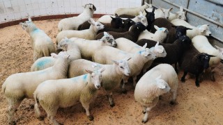 Northern sheep trade: Lamb quotes ease by 10c/kg