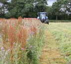 Rat’s-tail fescue – another grass weed we don’t need