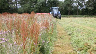 Rat’s-tail fescue – another grass weed we don’t need