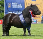 Wells Dancing Brave makes history at Royal Highland Showcase
