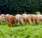 Is virtual fencing the future on beef farms?