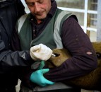 RCVS formally accredits UCD veterinary degree