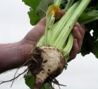 Sugar beet set to make a comeback in Scotland