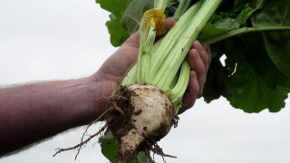 Sugar beet set to make a comeback in Scotland