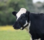 Tackling emissions through methane-reducing masks for cows