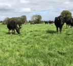 Alltech ONE: ‘The dairy story is not told well enough’