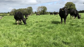 Alltech ONE: ‘The dairy story is not told well enough’