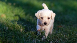 BVA welcomes new laws to crackdown on puppy smuggling