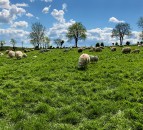 UK sheep production for May declines by 7%