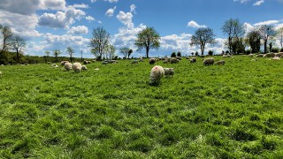UK sheep production for May declines by 7%
