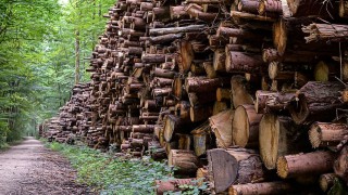 COP26: Over 100 leaders commit to end deforestation by 2030