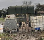 Animal cruelty register petition tabled in the Assembly
