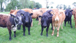 Building resilience into a beef enterprise in Co. Fermanagh