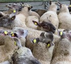 McAleer ‘seriously concerned’ at UK-Australia trade deal