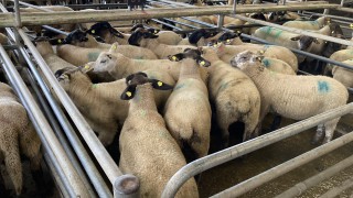 Exports of sheepmeat from the UK down 18% in April