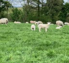 Sheep management: Blowfly control