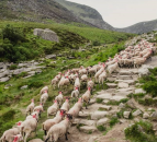 GPS trackers fitted to Mournes sheep to aid burn area recovery