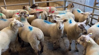 Increasing supplies leading to lamb prices falling in Great Britain