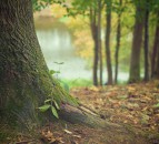 Tremap app aims to map every tree worldwide