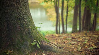 Tree planting alternatives can achieve similar reductions in emissions – FUW