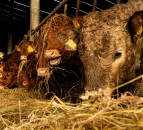Rabobank: The factors driving ‘record prices’ in global beef market
