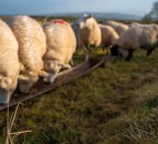 RamCompare webinar to unlock the potential of sheep genetics in NI