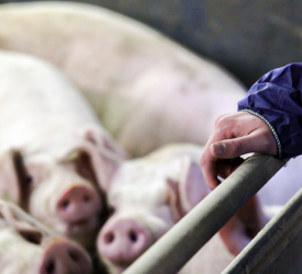 Defra aims to future-proof pig sector against African Swine Fever