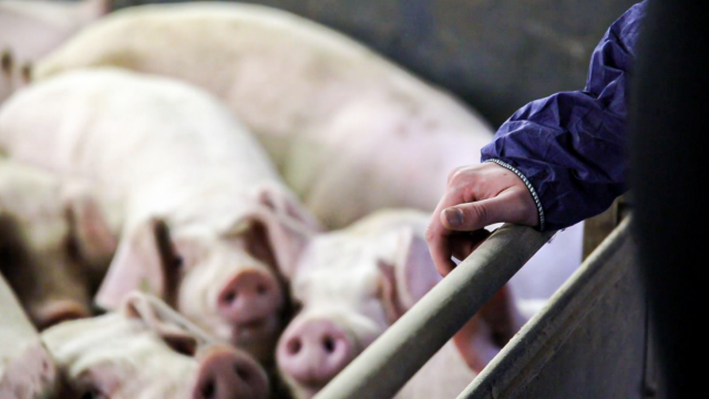 Defra aims to future-proof pig sector against African Swine Fever