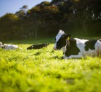 Cow-stomach bacteria could degrade synthetic plastics – study