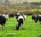 Tackling flies in cattle to protect performance