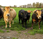 Farmers now able to access free TB advice