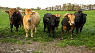 Could a ‘Meat Tax’ be on the cards in the UK?