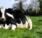 Study: Intensive grass management is ‘good farming’ in the dairy sector
