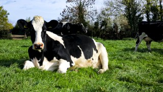 Study: Intensive grass management is ‘good farming’ in the dairy sector
