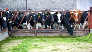 Time to start thinking about drying off autumn-calving cows