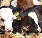 A quarter of infectious calf scour cases likely to be caused by a mix of disease organisms