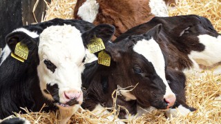 A quarter of infectious calf scour cases likely to be caused by a mix of disease organisms