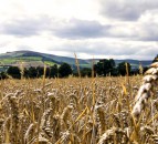 The future for tillage in Northern Ireland