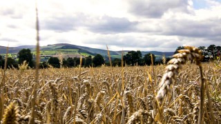 The future for tillage in Northern Ireland
