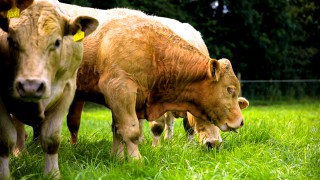 Rothamsted clarifies its position on meat consumption