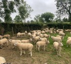 Eid boosts lamb prices in the UK