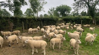 Eid boosts lamb prices in the UK