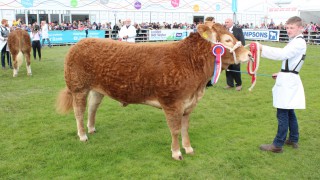 Entries open for 2021 Balmoral Show