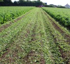 Desiccating potato crops: What are the options in 2021?
