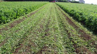 Desiccating potato crops: What are the options in 2021?
