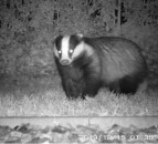 Badger cull identified as DAERA’s preferred option for bTB wildlife intervention