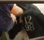 UK vets report steep increase in intimidation levels during Covid-19