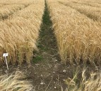Barley harvest underway in Northern Ireland