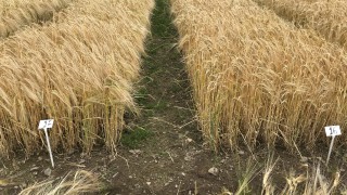 Barley harvest underway in Northern Ireland