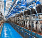 Selective dry cow therapy proving beneficial – AFBI